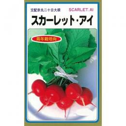 廿日大根 種 【 スカーレットアイ 】 種子 2dl缶