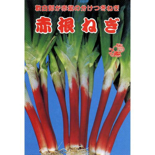 ネギ 種 【 赤根ねぎ 】 種子