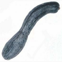 かぼちゃ 種 【夕顔南瓜(中国南瓜)】 50ml