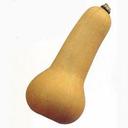 かぼちゃ 種 【バターナット】 1dl