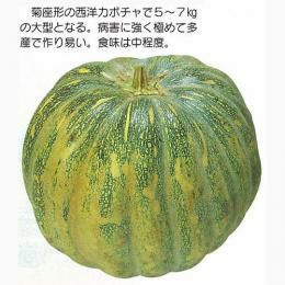 かぼちゃ 種 【インド南瓜】 50ml