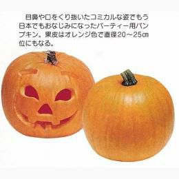 かぼちゃ 種 【ハローウィーン】 5ml