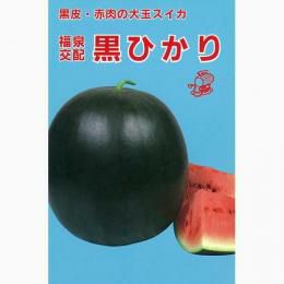 スイカ 種 【黒ひかり】 50粒