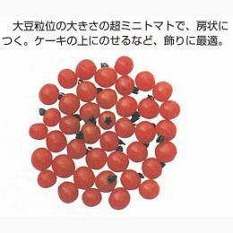 ミニトマト 種 【豆トマト】 0.1ml