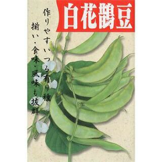 ふじ豆 種 【白花早生鵲豆】 5dl