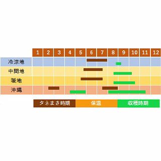  雑豆 種 【 四角豆 うりずん 】 種子 小袋（約1dl）