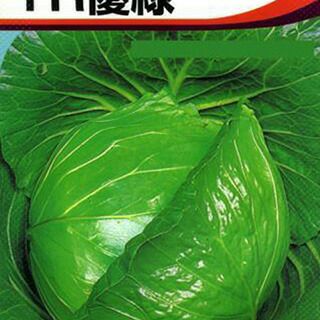 キャベツ 種 【 YR優緑 】 種子