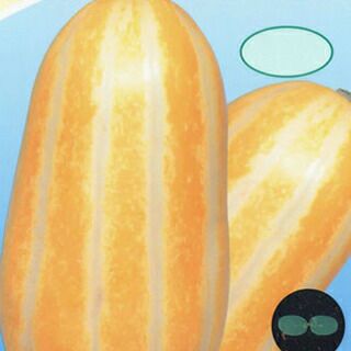 まくわうり 種 【 銀閣甜瓜 】 種子