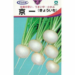 カブ 種 【 京一（極早生） 】 種子