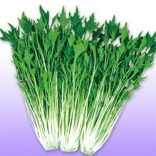 水菜 種 【 京白泉水菜 】 種子