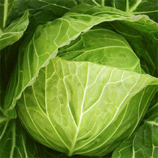 キャベツ 種 【 YR春系305号 】 種子 20ml