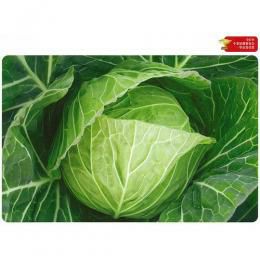 キャベツ 種 【 YR春系305号 】 種子 コート5千粒
