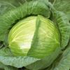 キャベツ 種 【 YR新風 】 種子 3000粒