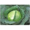 キャベツ 種 【 YR新風 】 種子