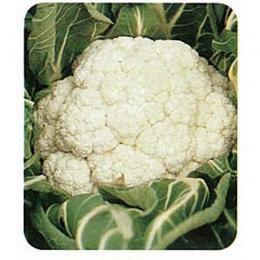 カリフラワー 種 【 中生花やさい 】 種子 20ml