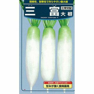 大根 種 【 三富 】 種子