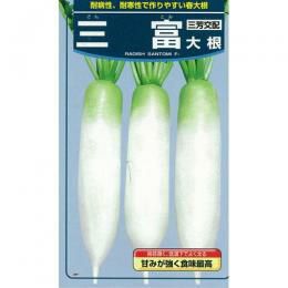 大根 種 【 三富 】 種子 1dl缶