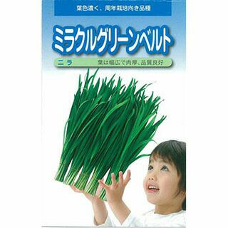 にら 種 【 ミラクルグリーンベルト 】 種子 コート２Ｌ５千粒