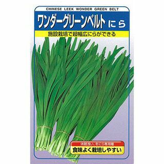 にら 種 【 ワンダーグリーンベルト 】 種子 コート２Ｌ５千粒