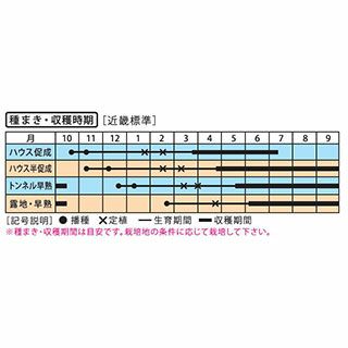 なす 種 【絹皮水茄子】 小袋