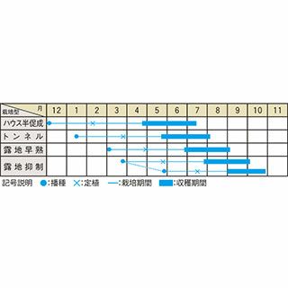ミニトマト 種 【チャペル】 約25粒