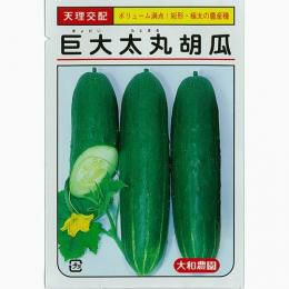きゅうり 種 【巨大太丸】 10粒