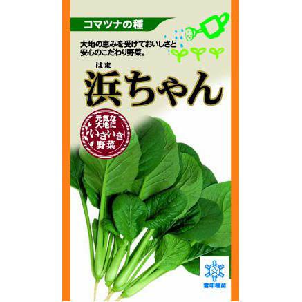 小松菜 種 【 浜ちゃん 】 種子
