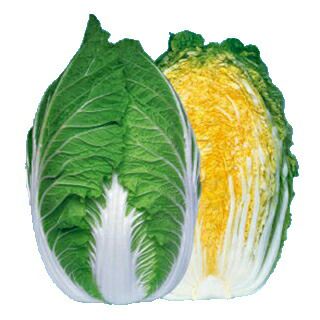 白菜 種 【 黄愛６５ 】 種子