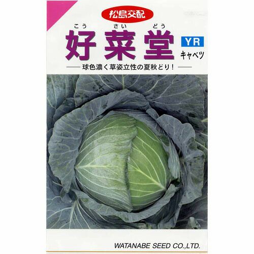 キャベツ 種 【 好菜堂YR 】 種子