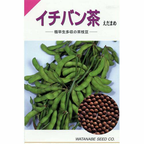 枝豆 種 【 イチバン茶 】 種子