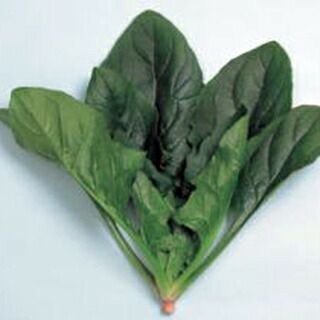 ホウレンソウ 種 【 サマービクトリー 】 種子 ３万粒