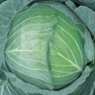 キャベツ 種 【 好菜堂 (こうさいどう) 】 種子 20ml