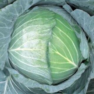 キャベツ 種 【 好菜堂 】 種子 コート（Ｌ）５千粒
