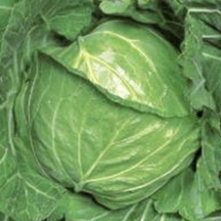 キャベツ 種 【 YR青春 】 種子