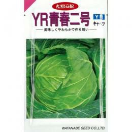 キャベツ 種 【 YR青春二号 】 種子 20ml