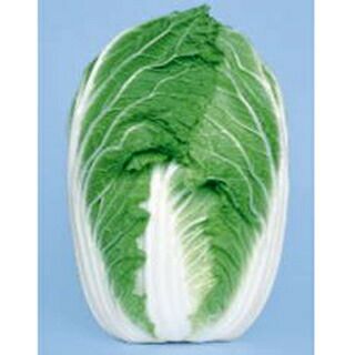 白菜 種 【 ストロングCR７５ 】 種子 １ｄｌ