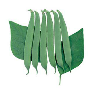 つるなしいんげん 種 【ロマノ】 27ml