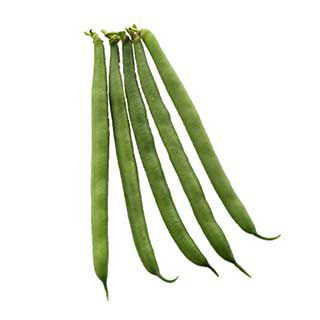 つるなしいんげん 種 【ブルーレーク４７】 27ml