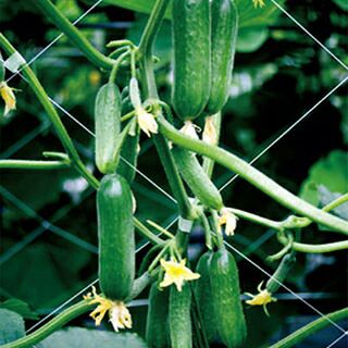 きゅうり 種 【ドカナリ千成】