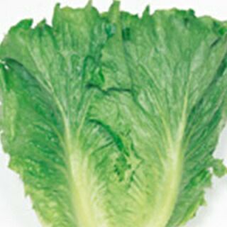 レタス 種 【 リバーグリーン 】 種子 20ml