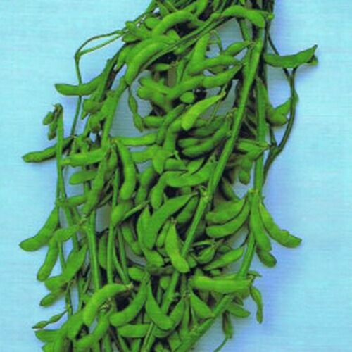 枝豆 種 【 エダマメ 酒の友２号 】 種子