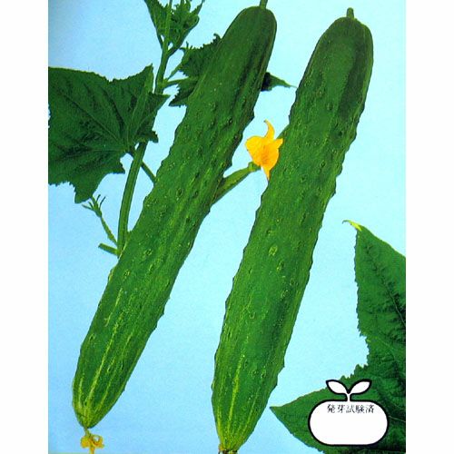 きゅうり 種 【（節成）加賀節成胡瓜】