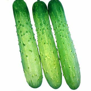 きゅうり 種 【（節成）相模半白】