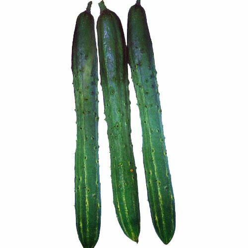 きゅうり 種 【聖護院節成】