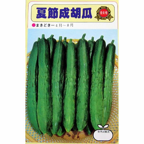 きゅうり 種 【夏節成胡瓜】