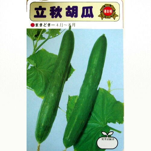 きゅうり 種 【 立秋 】