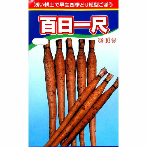 ごぼう 種 【 百日一尺 】 種子