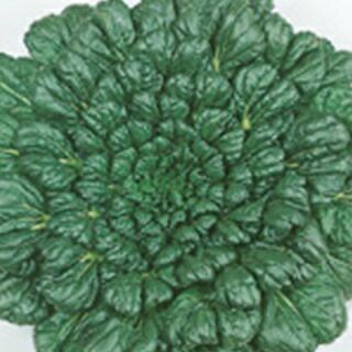 【 緑彩二号タァツァイ 】 種子 1dl