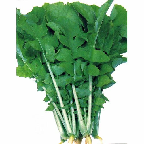 葉大根 種 【 葉太郎 】