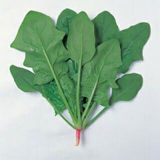 ホウレンソウ 種 【新日本】 85ml